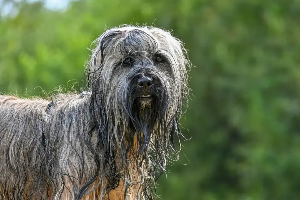 Dog being bathed