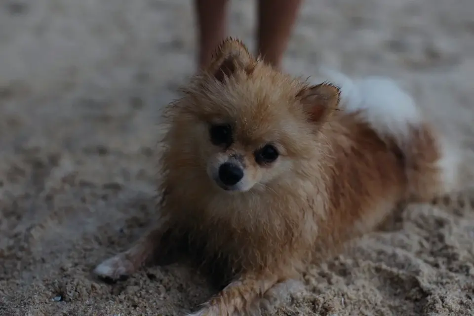 Dog being bathed