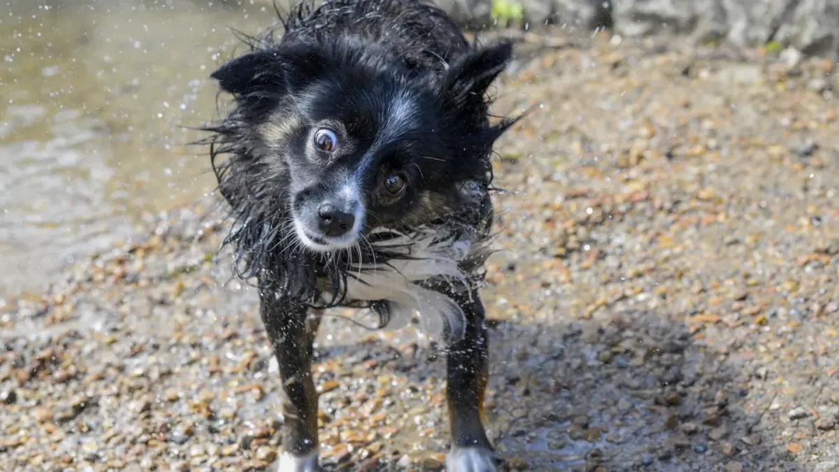 Dog being bathed