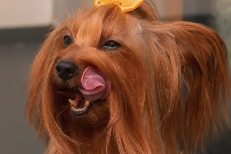Dog being bathed