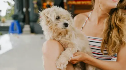Dog being brushed