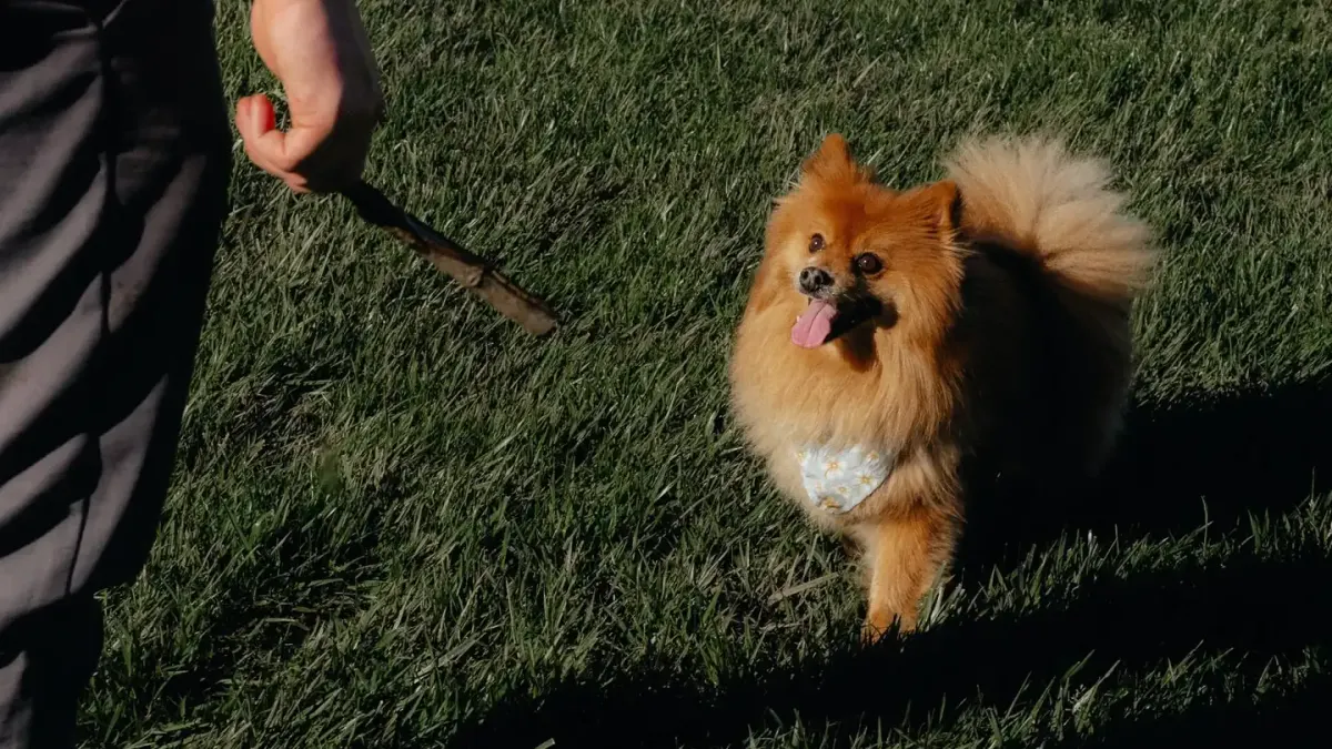 Dog being brushed