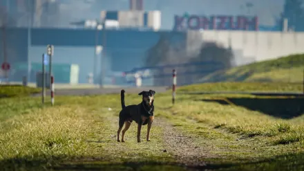 Dog beside a cycling path