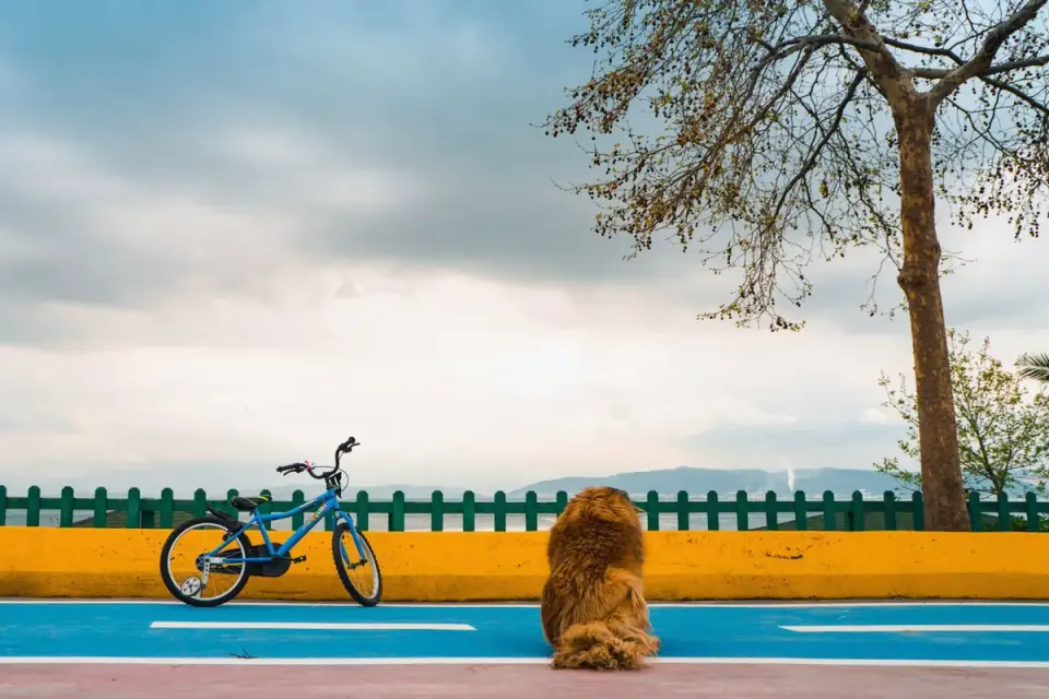 Dog beside a cycling path