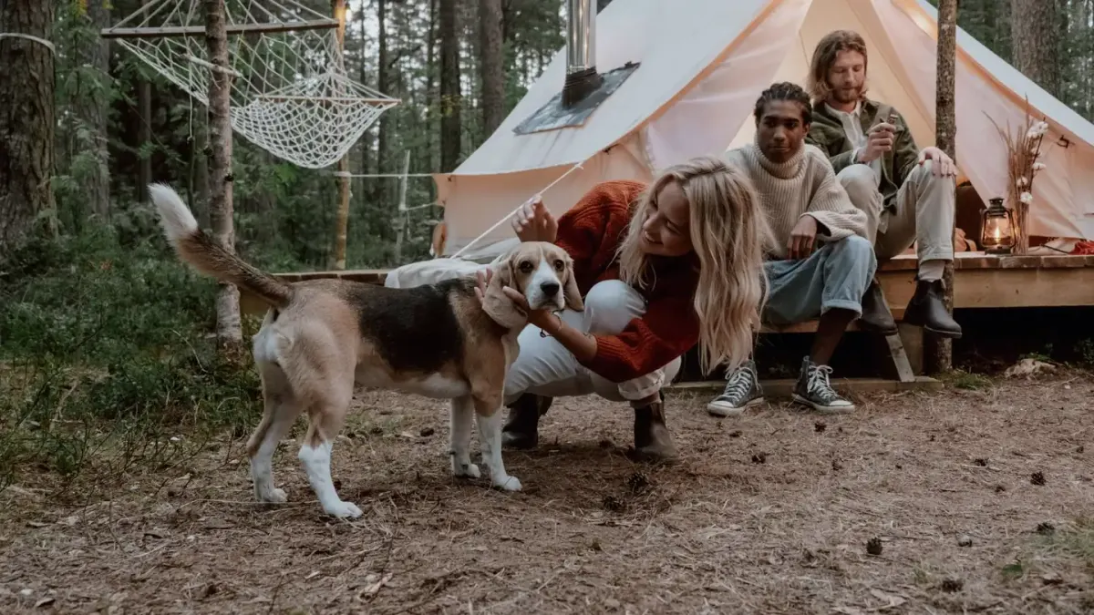 Dog camping with an owner