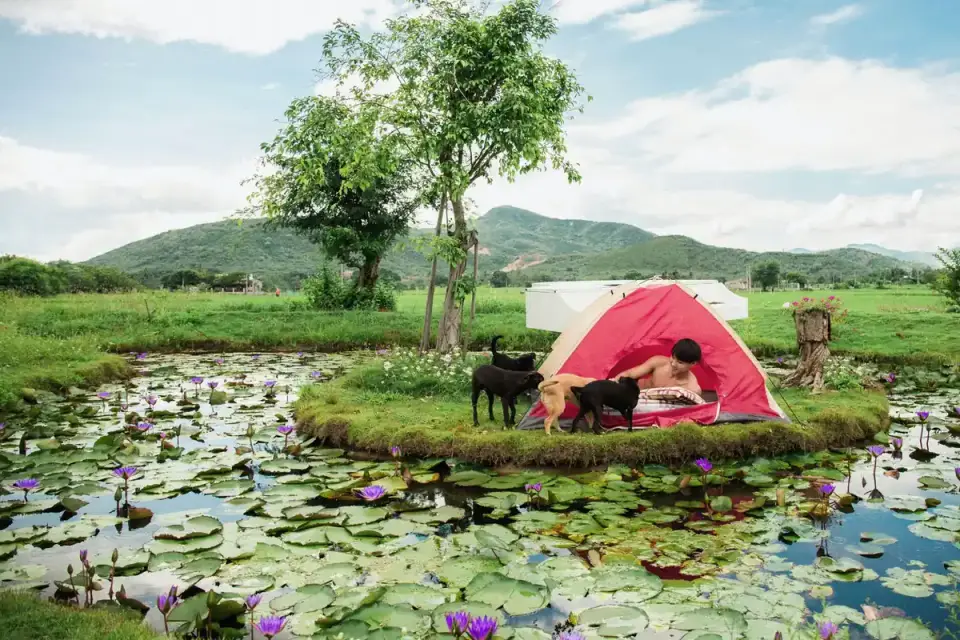 Dog camping with an owner
