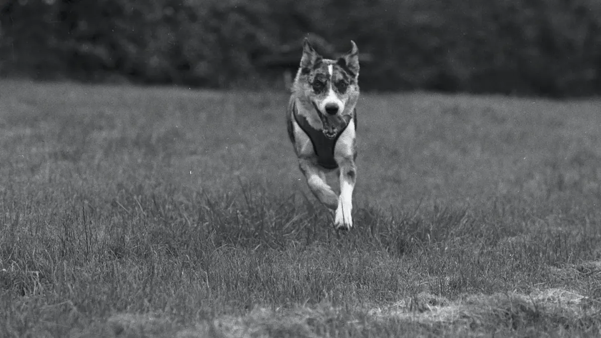 Dog catching a frisbee