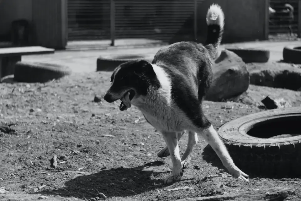Dog catching a frisbee
