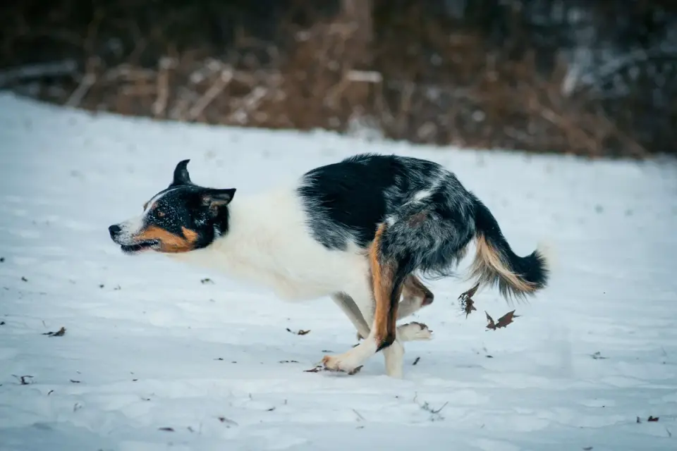 Dog catching a frisbee