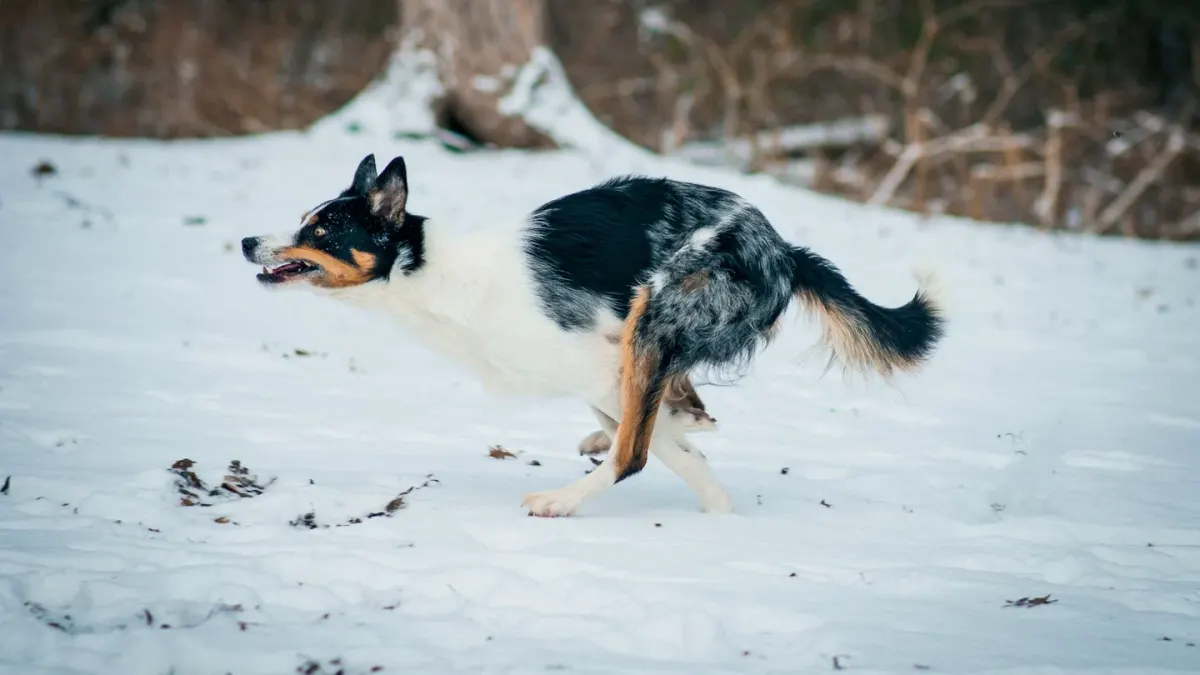 Dog catching a frisbee