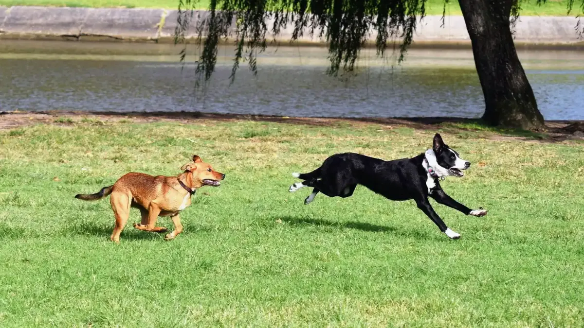 Dog chasing a ball