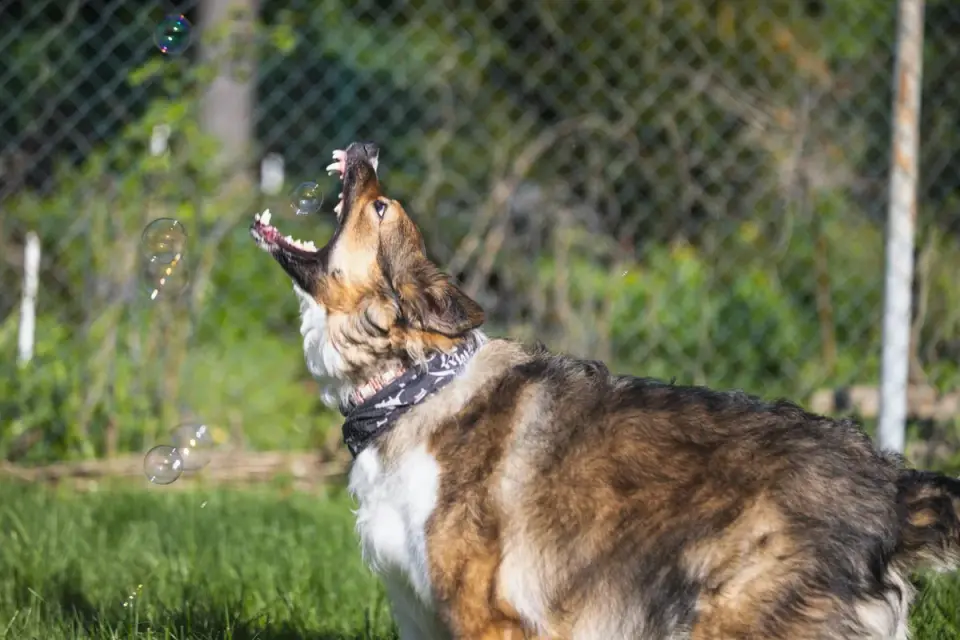 Dog chasing a ball