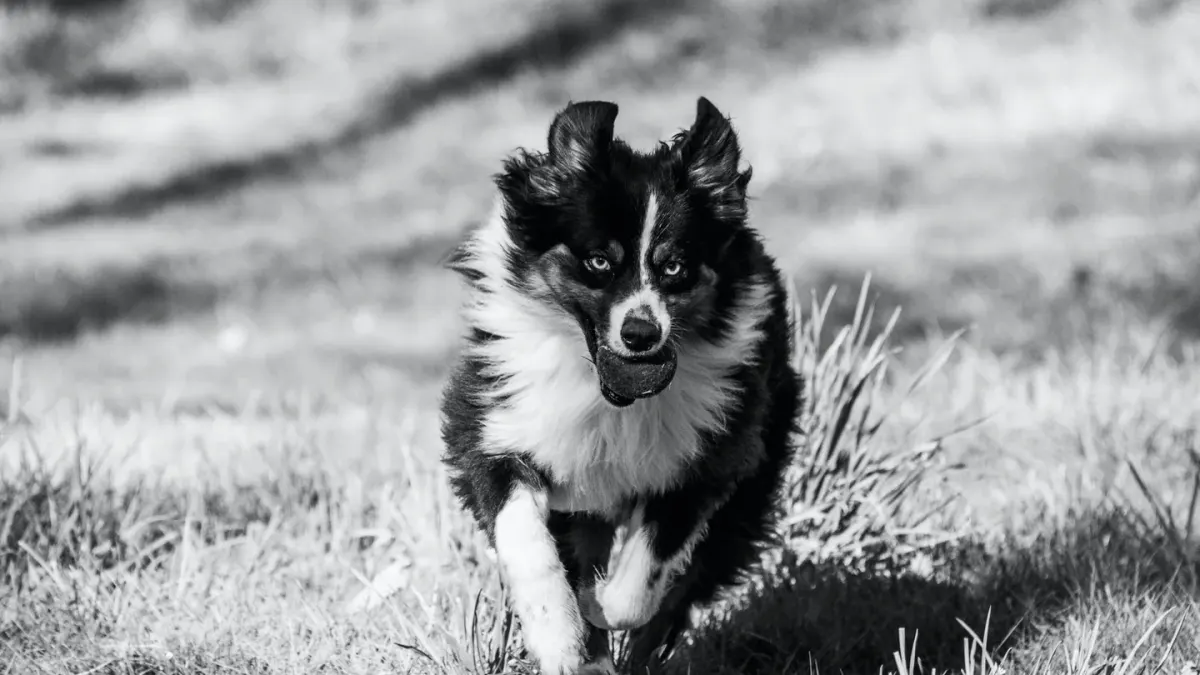 Dog chasing a ball