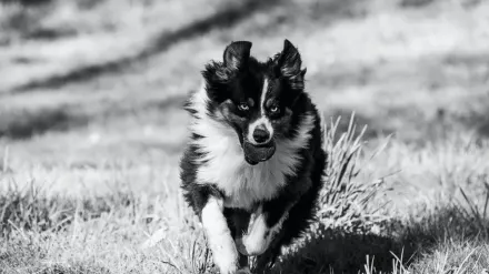 Dog chasing a ball