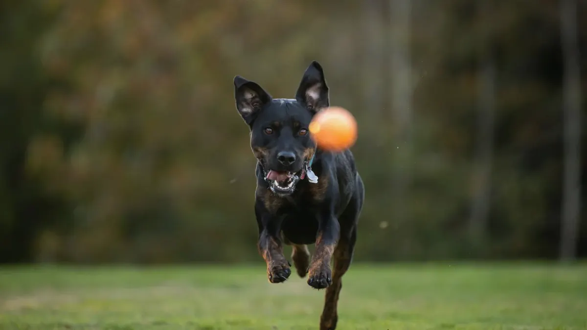 Dog chasing a ball