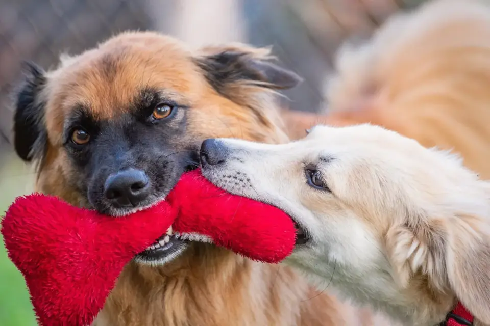 Dog chewing on a knotted towel toy on a rug