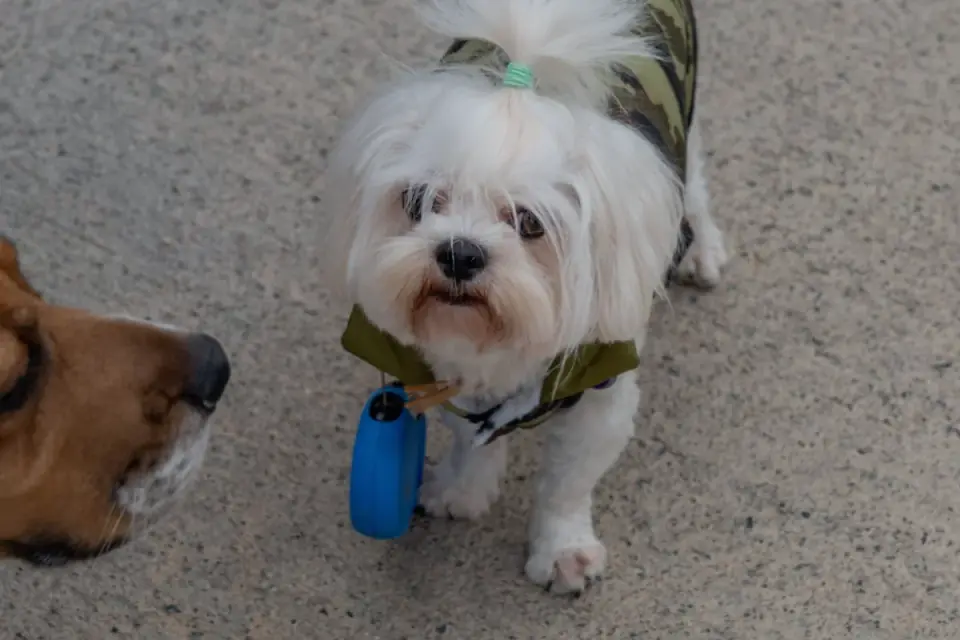 Dog coat close up