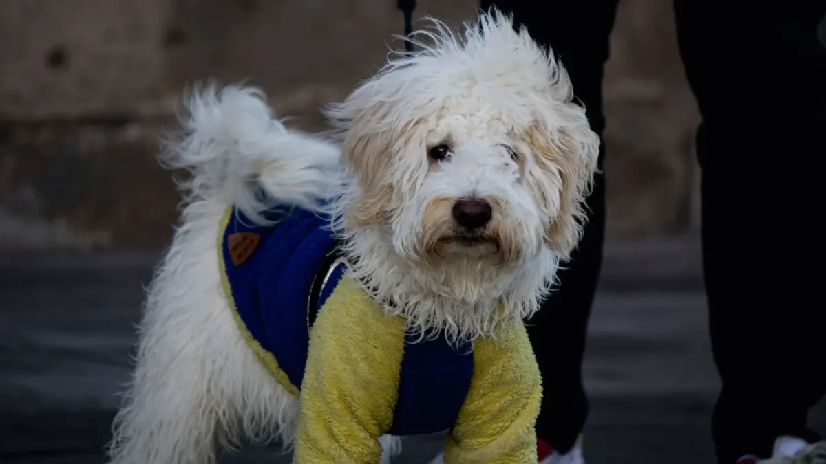 Dog coat close up