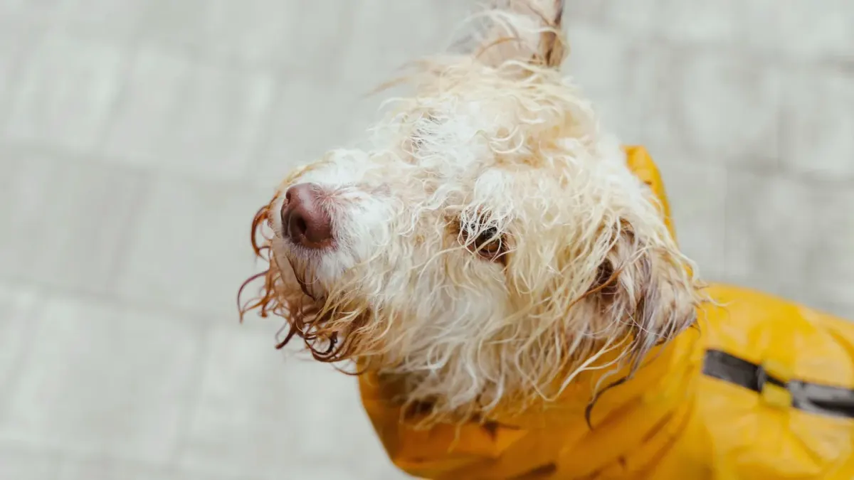 Dog coat close up