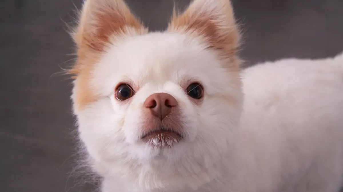 Dog coat close up