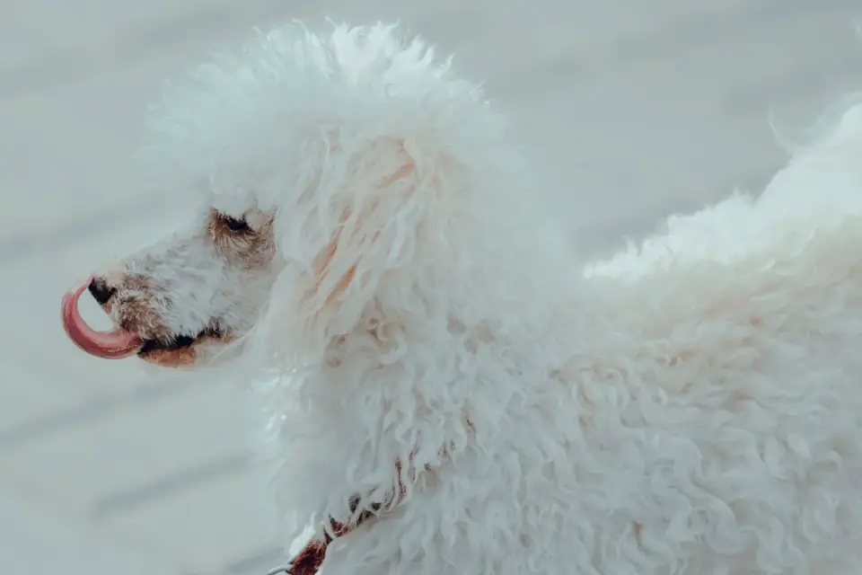 Dog coat close up