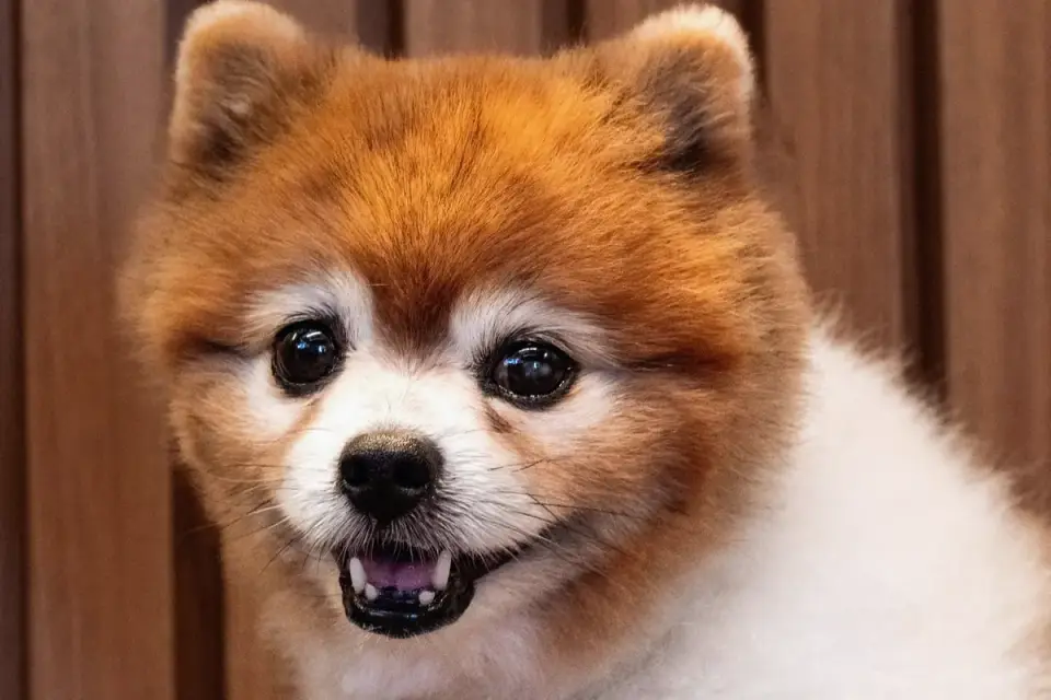 Dog coat close up