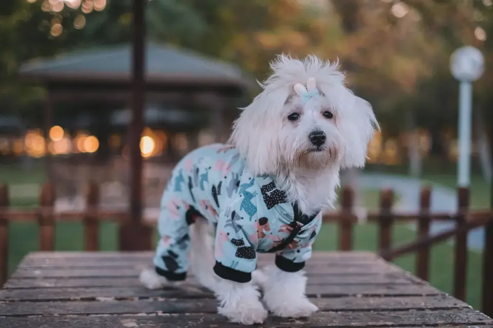 Dog coat close up
