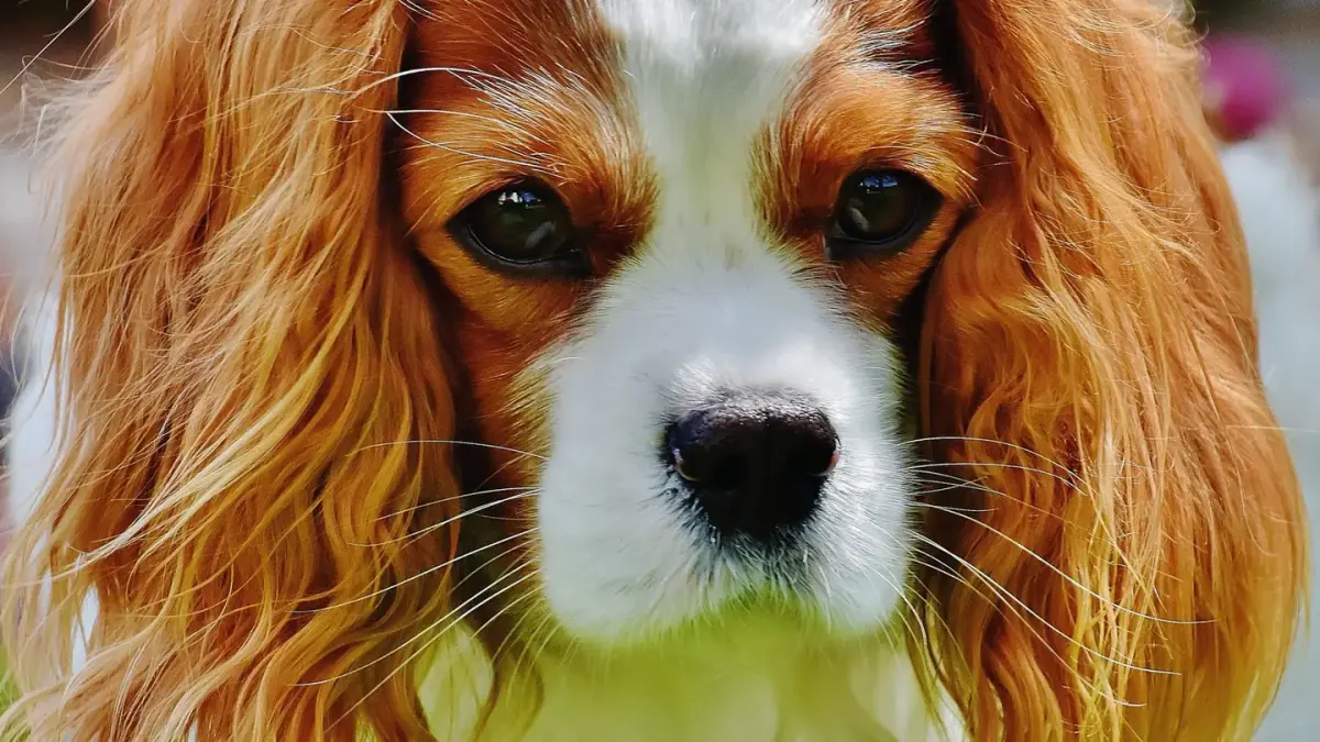 Dog coat close up