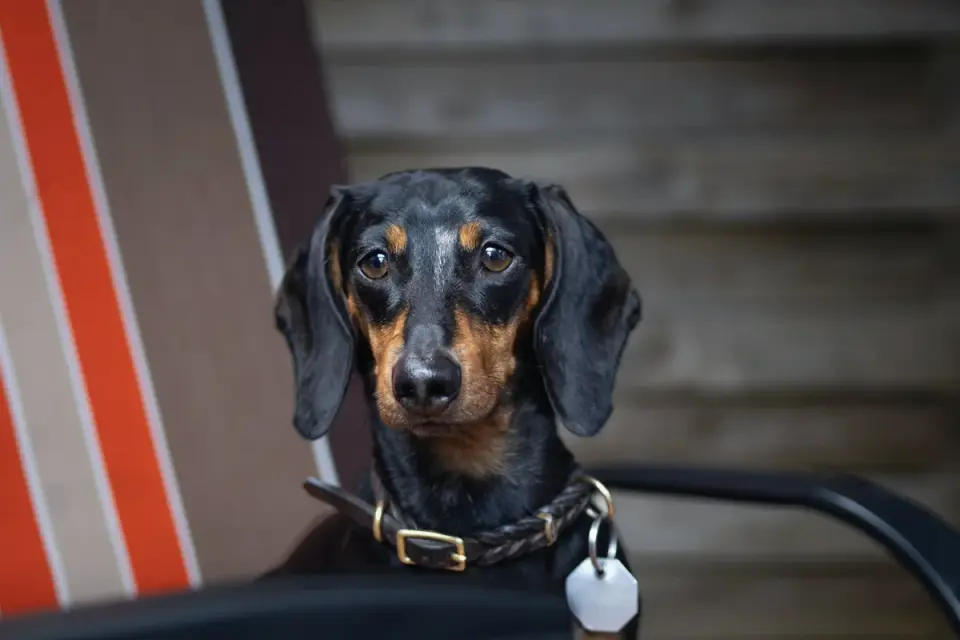 Dog collar close up