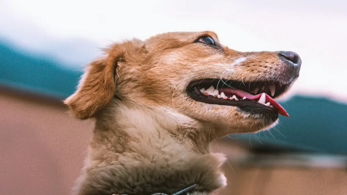 Dog collar close up