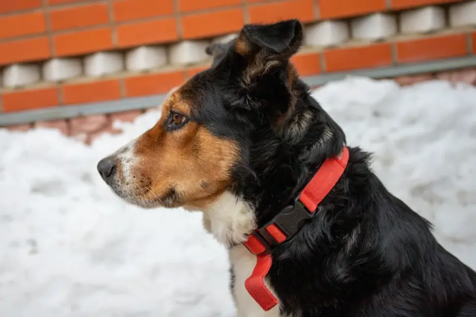 Dog collar close up