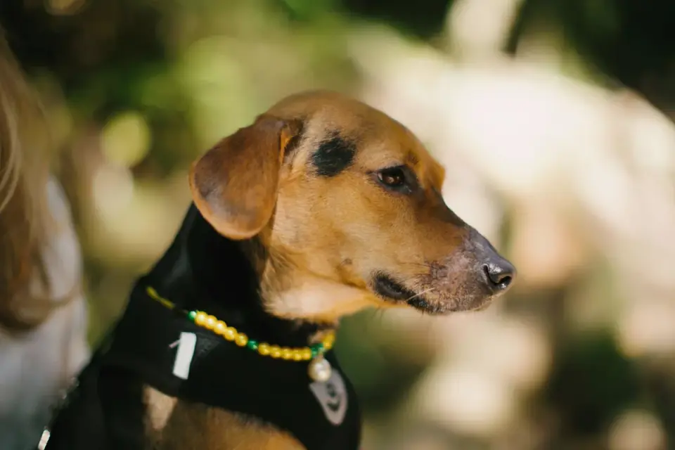 Dog collar close up