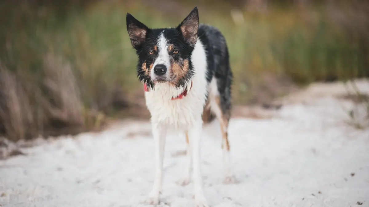 Dog digging in sand