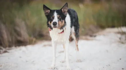 Dog digging in sand