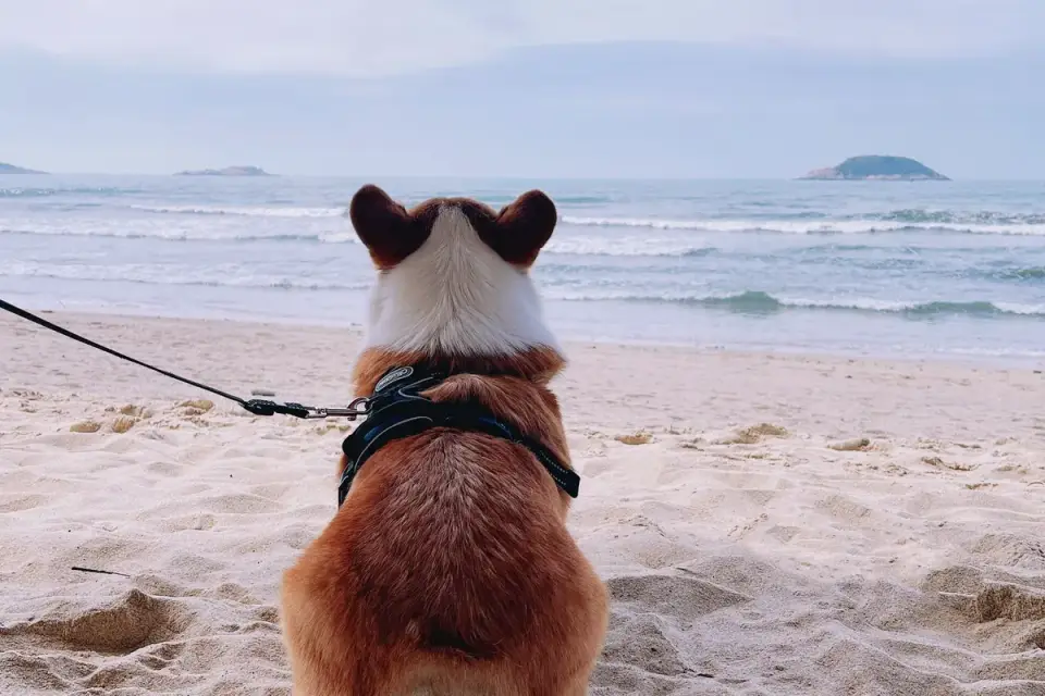 Dog digging in sand
