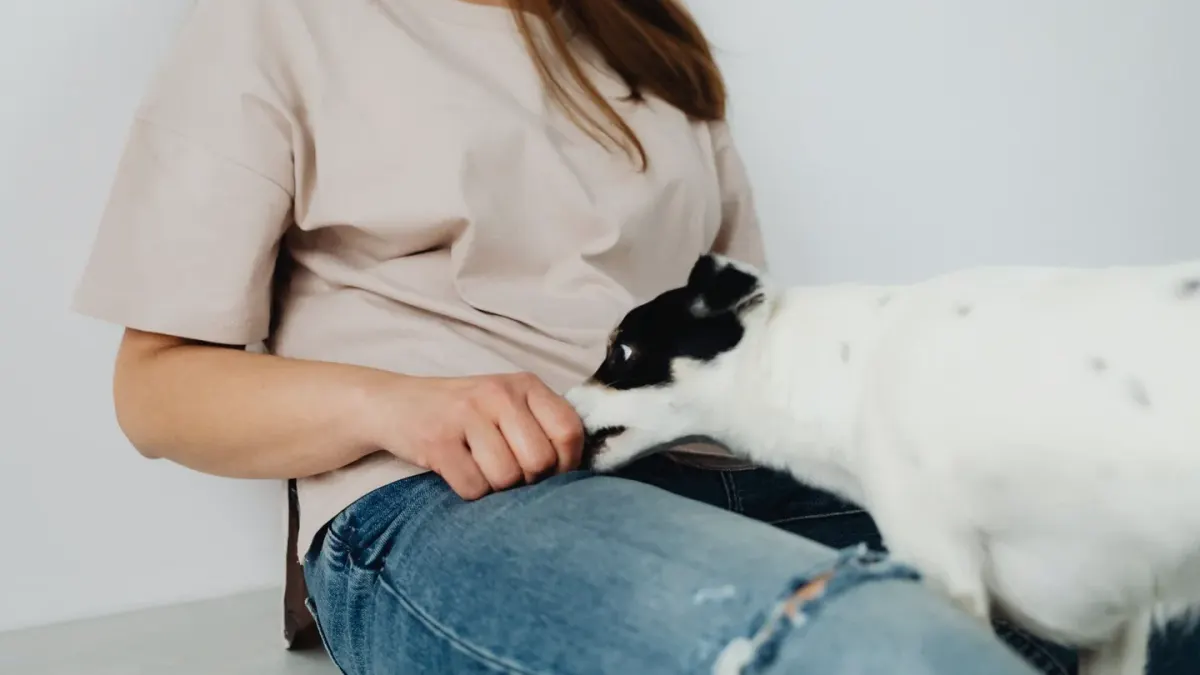 Dog eating from a bowl at home