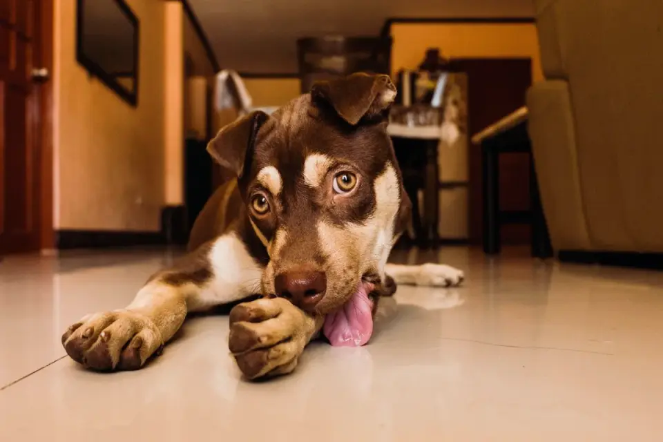 Dog eating from a bowl at home