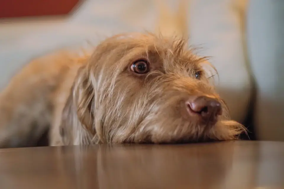 Dog eating from a bowl at home