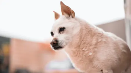Dog eating from a bowl at home