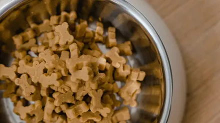 Dog eating from a bowl at home