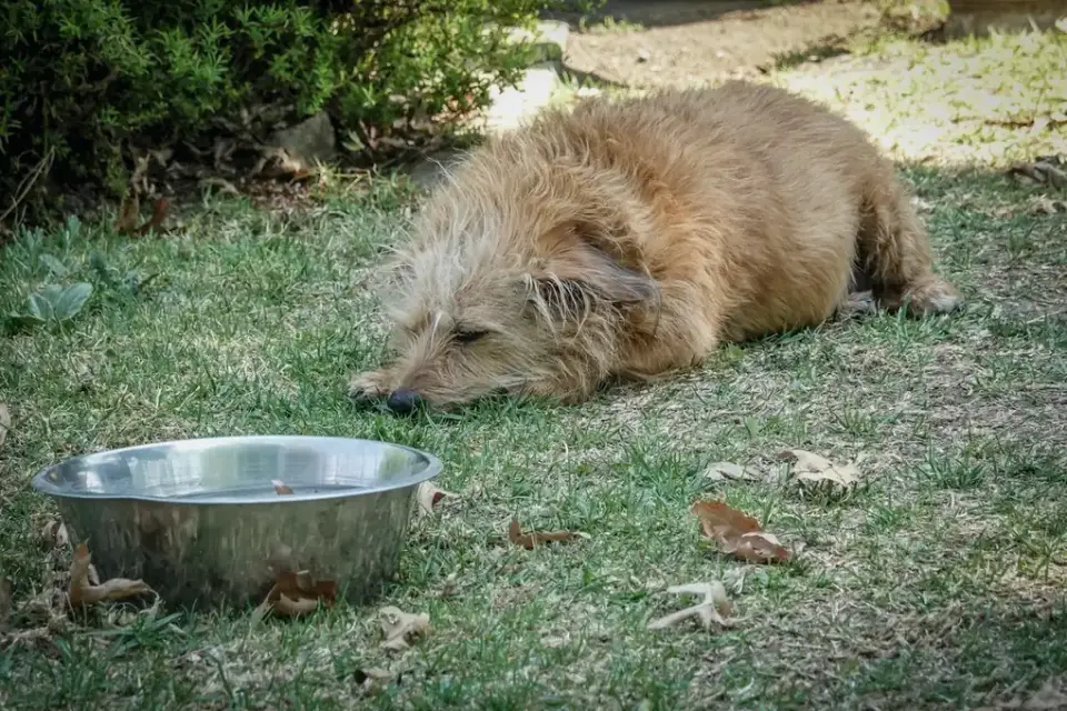 Dog eating from a bowl at home