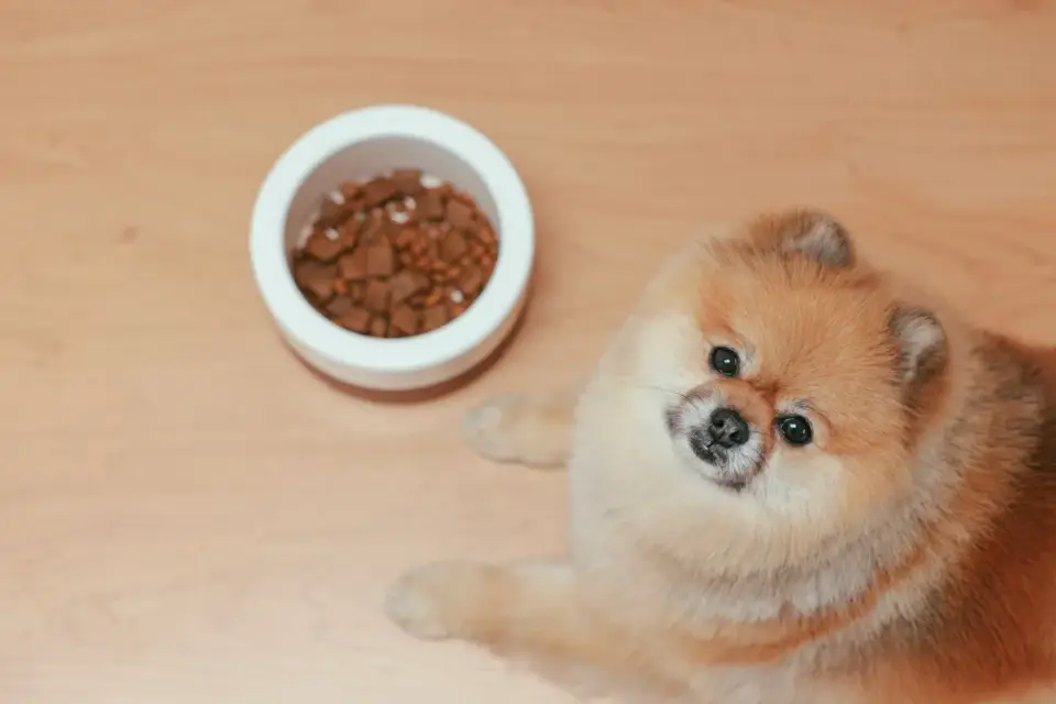 Dog eating from a bowl