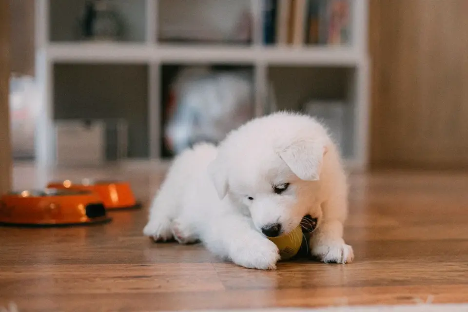 Dog eating from a bowl