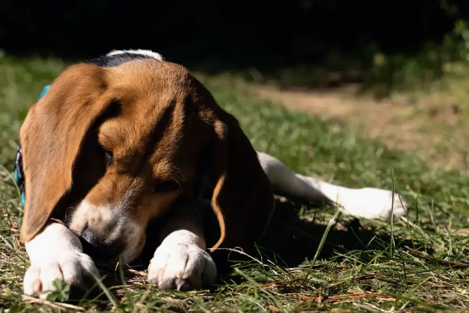 Dog eating outdoors