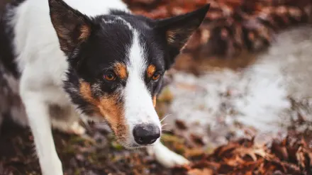 Dog eating outdoors