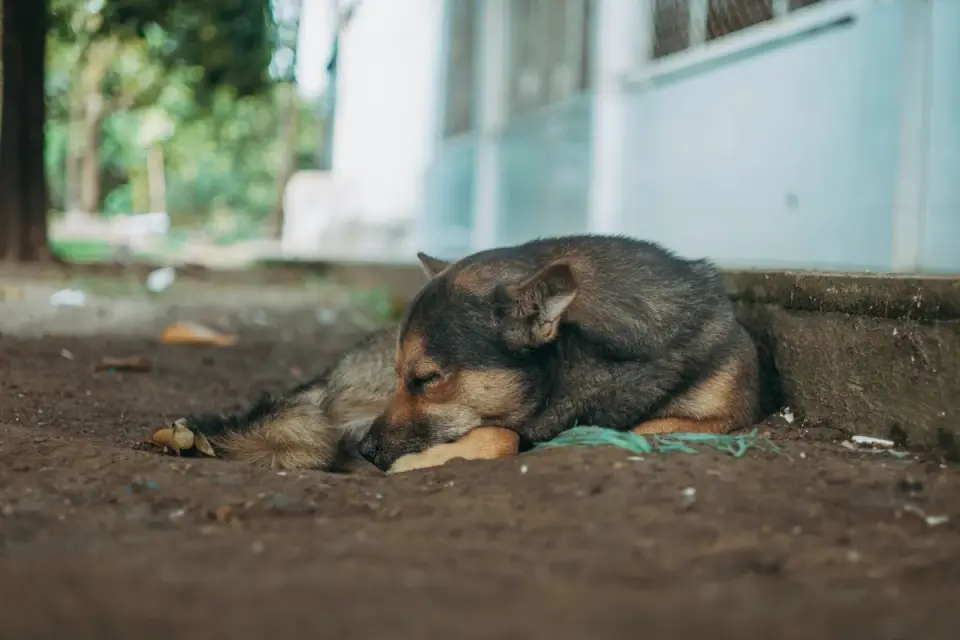 Dog eating outdoors
