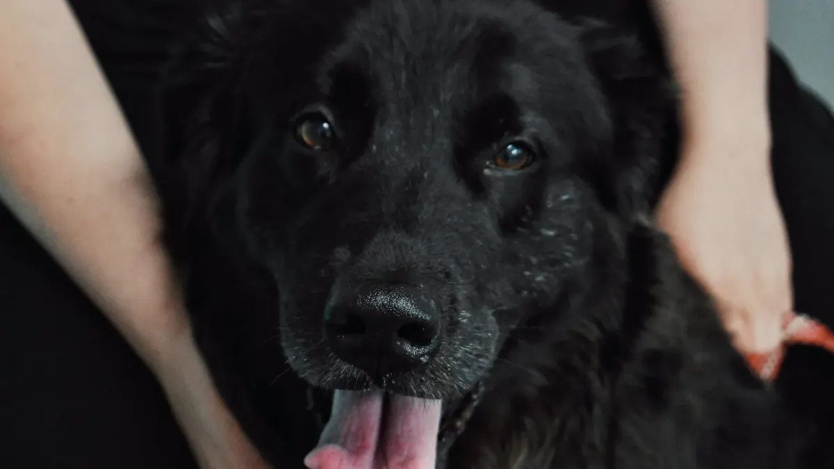 Dog giving a paw