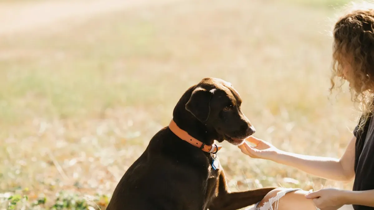Dog giving a paw