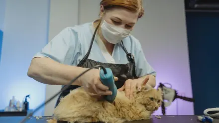 Dog having nails trimmed