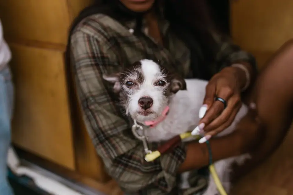 Dog having nails trimmed